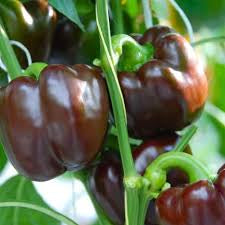 SWEET PEPPER PLANT | CHOCOLATE BEAUTY | spring 2025 pre order