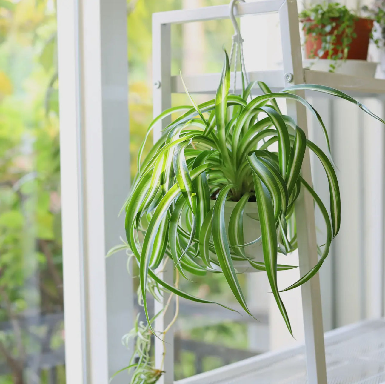 Bonnie Curly Spider Plant 4 or 6 inch pot live plant