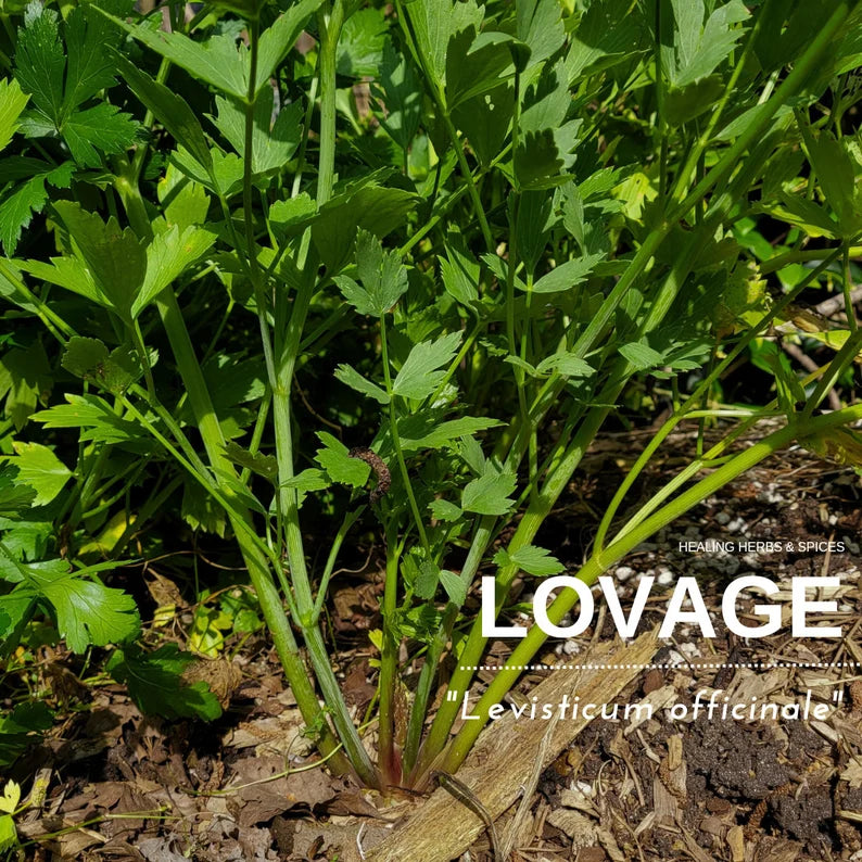 Lovage | herb