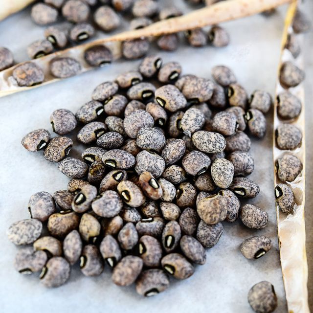 COWPEA PLANT, BLUE GOOSE | spring 2025