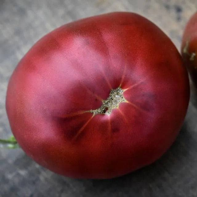 TOMATO PLANT BLACK FROM TULA | SPRING 2025