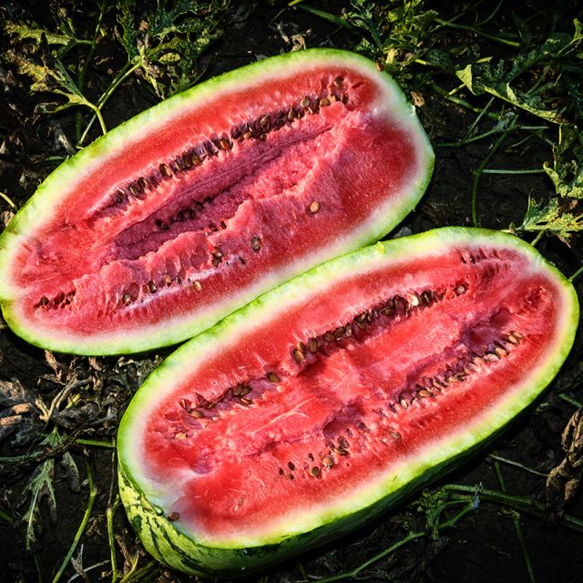 WATERMELON PLANT, KUROBE | spring 2025