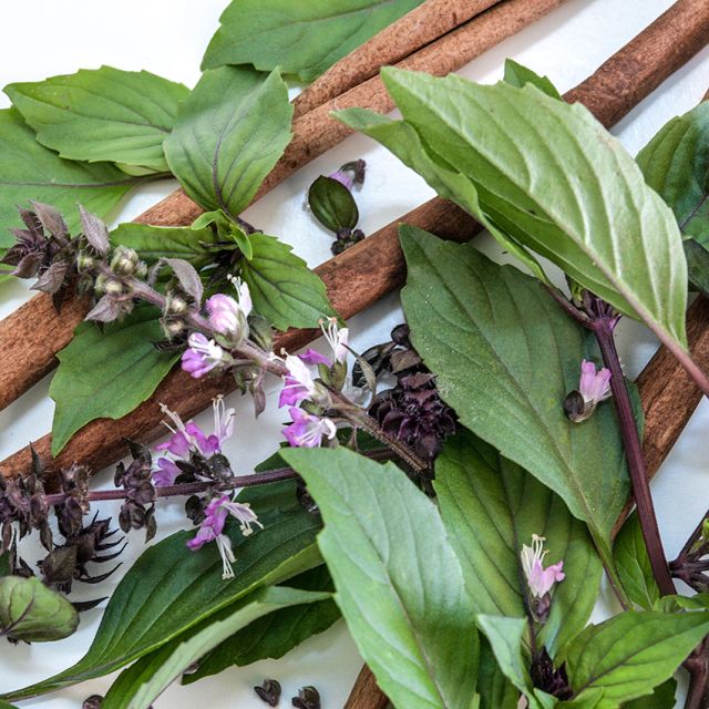 BASIL PLANT CINNAMON | SPRINT 2025