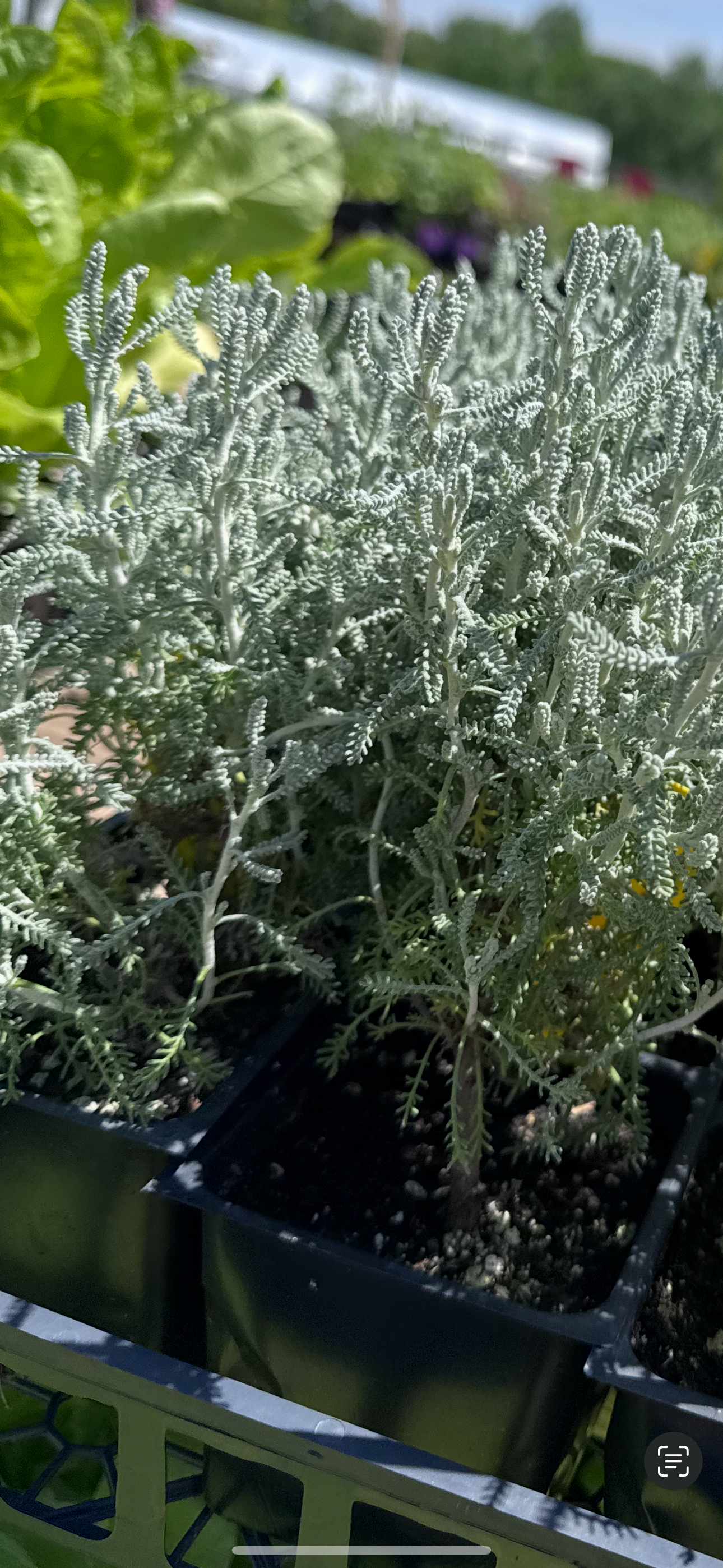 Gray Santolina | herb