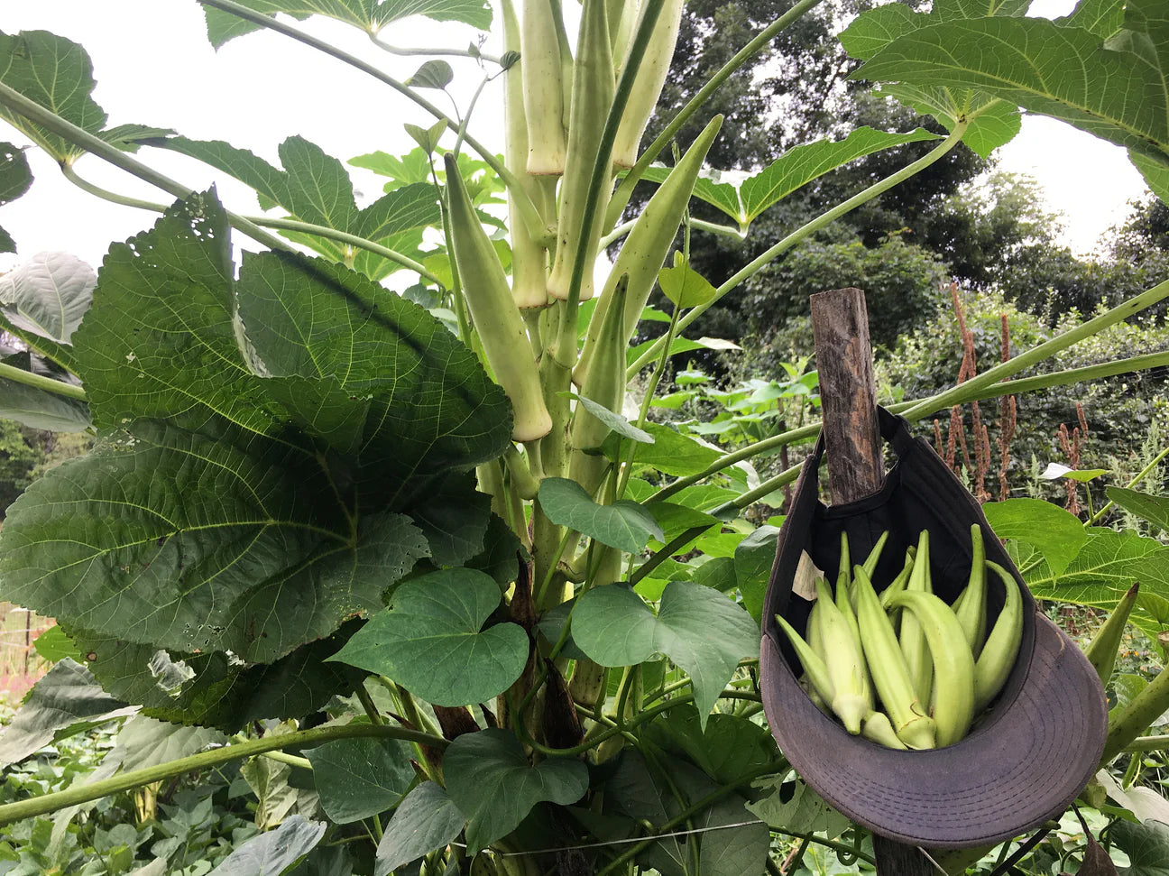 OKRA PLANT | Alabama White Velvet | spring 2025