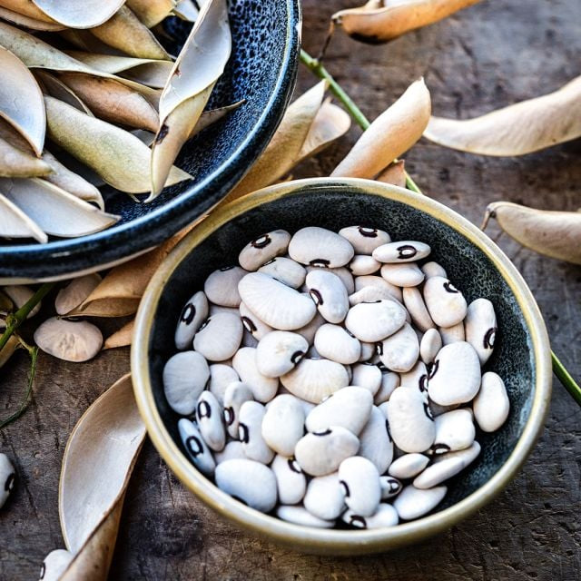 LIMA BEAN PLANT , ALABAMA BLACKEYED BUTTERBEAN | spring 2025