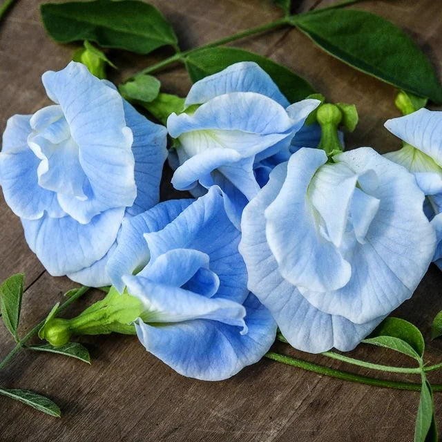 Butterfly pea plant | flowering | Thai double sky blue