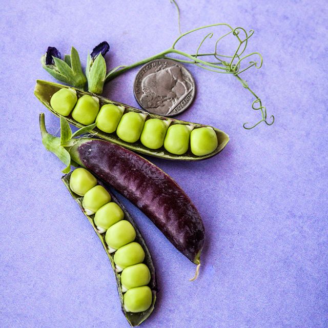 PEA PLANT , SUGAR MAGNOLIA TENDRIL | spring 2025