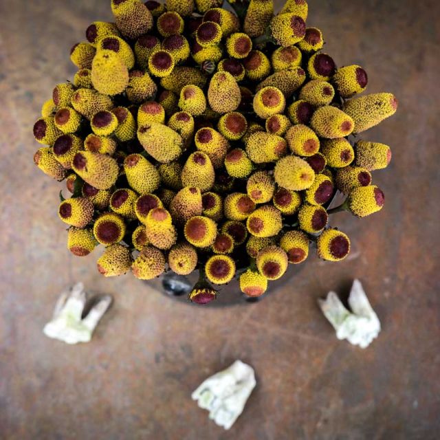 TOOTHACHE PLANT| BULLSEYE | spring 2025