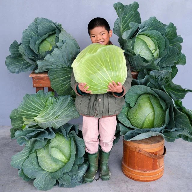 CABBAGE SAPPORPO GIANT #4