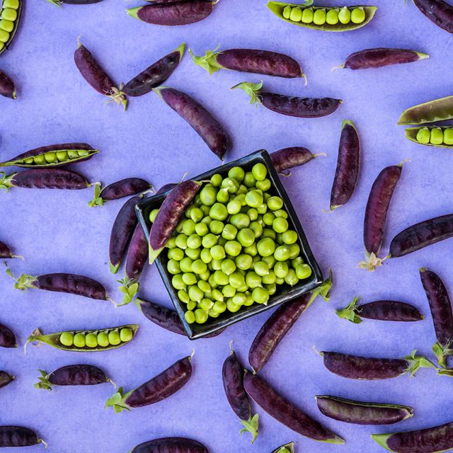 PEA PLANT , SUGAR MAGNOLIA TENDRIL | spring 2025