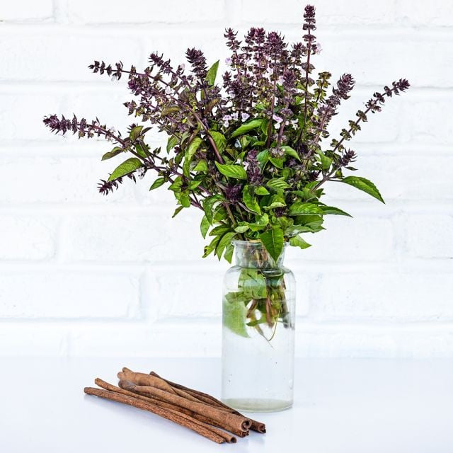 BASIL PLANT CINNAMON | SPRINT 2025