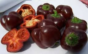 SWEET PEPPER PLANT | CHOCOLATE BEAUTY | spring 2025 pre order