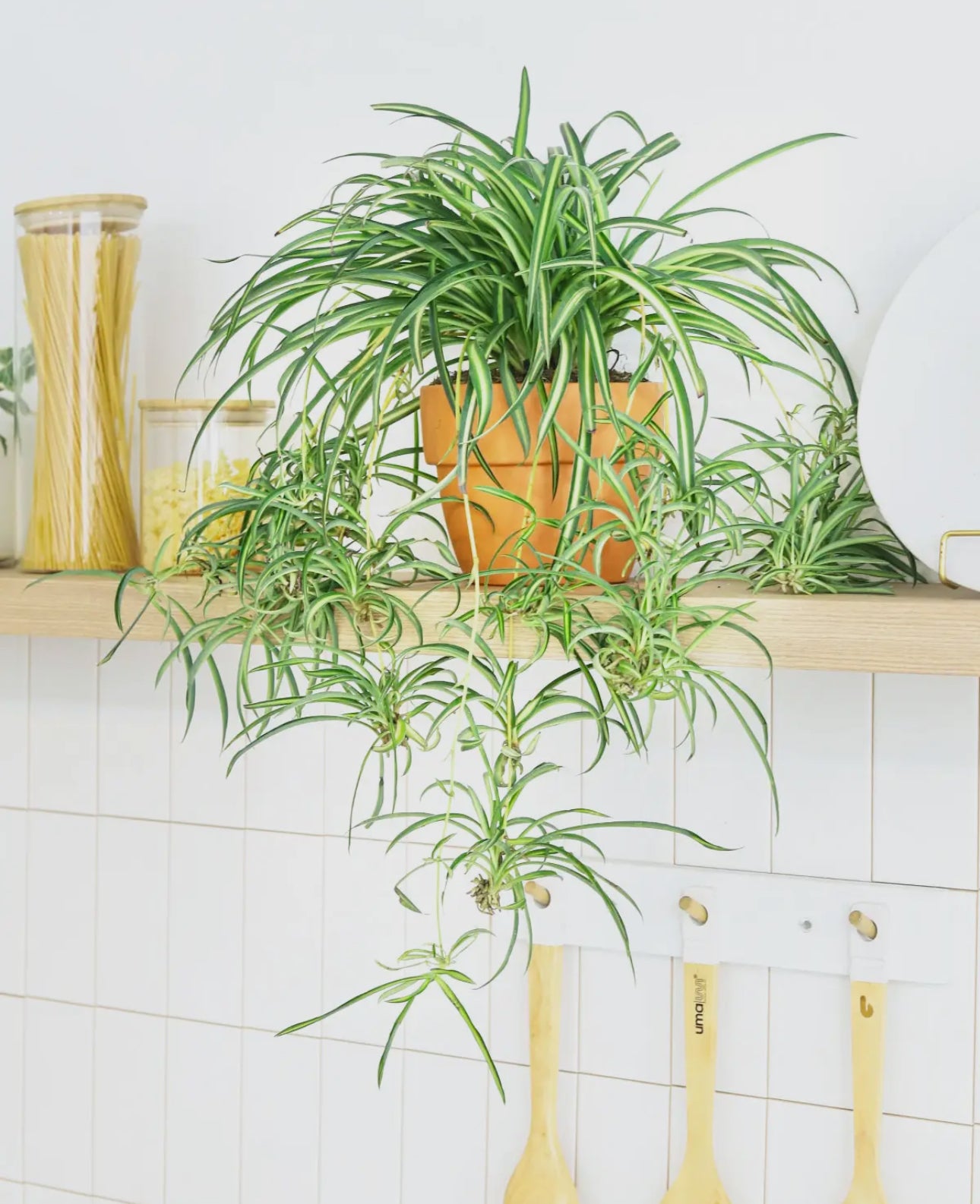 Bonnie Curly Spider Plant 4 or 6 inch pot live plant
