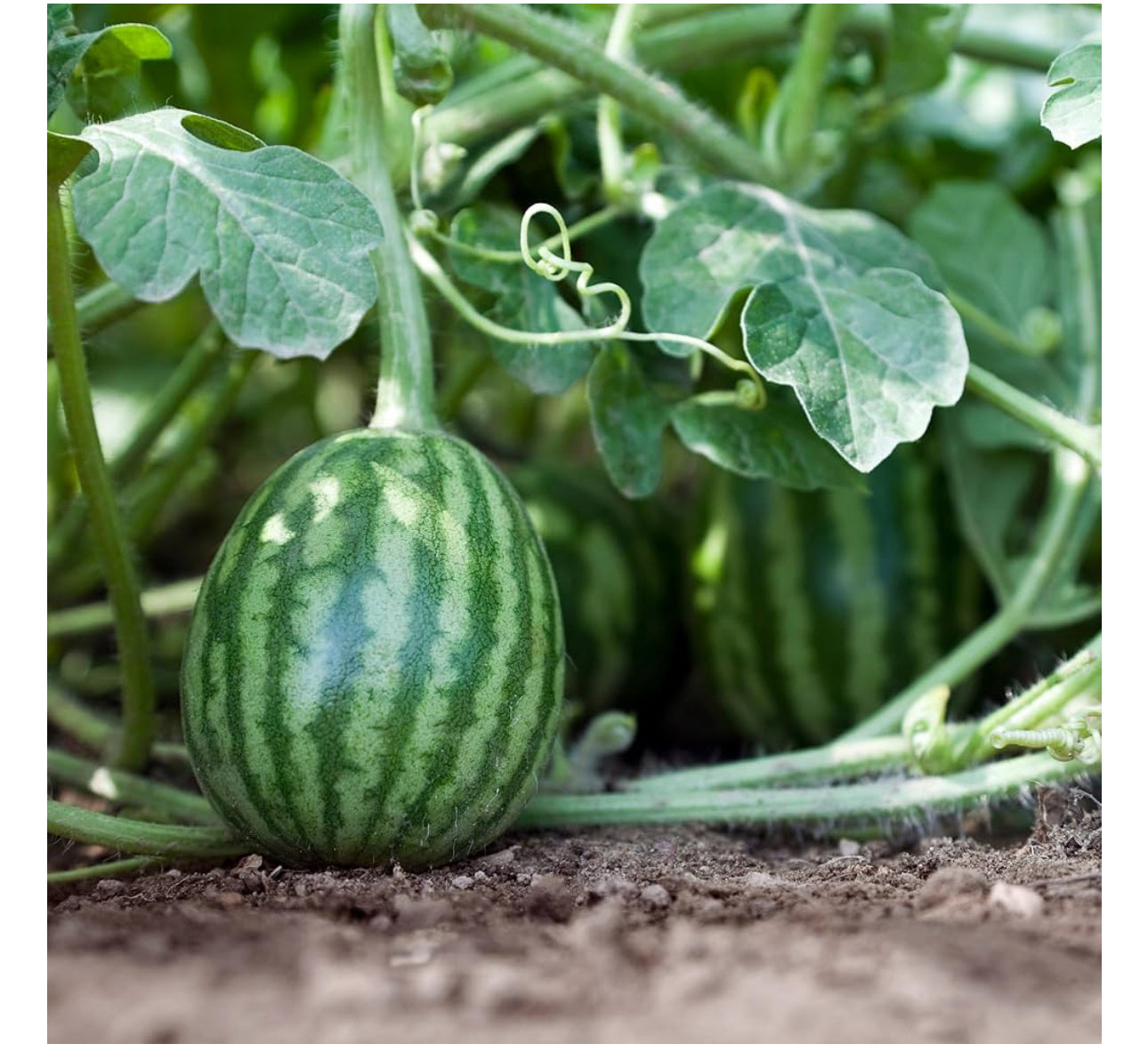 WATERMELON PLANT | sugar baby | spring 2025