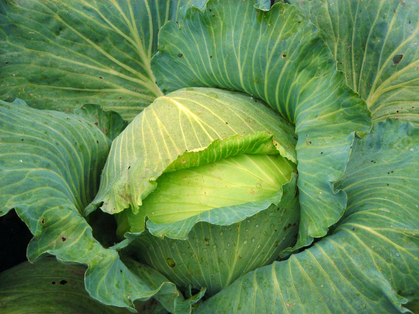 CABBAGE SAPPORPO GIANT #4