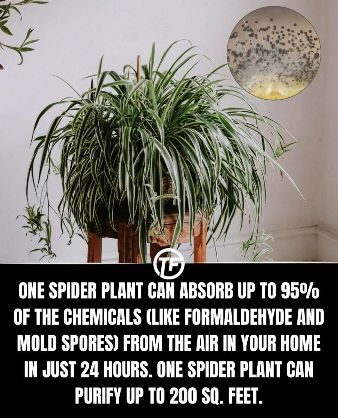 Bonnie Curly Spider Plant 4 or 6 inch pot live plant