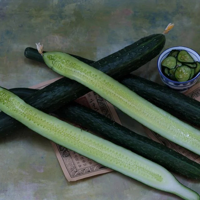 CUCUMBER PLANT , CHINA JADE | Spring 2025