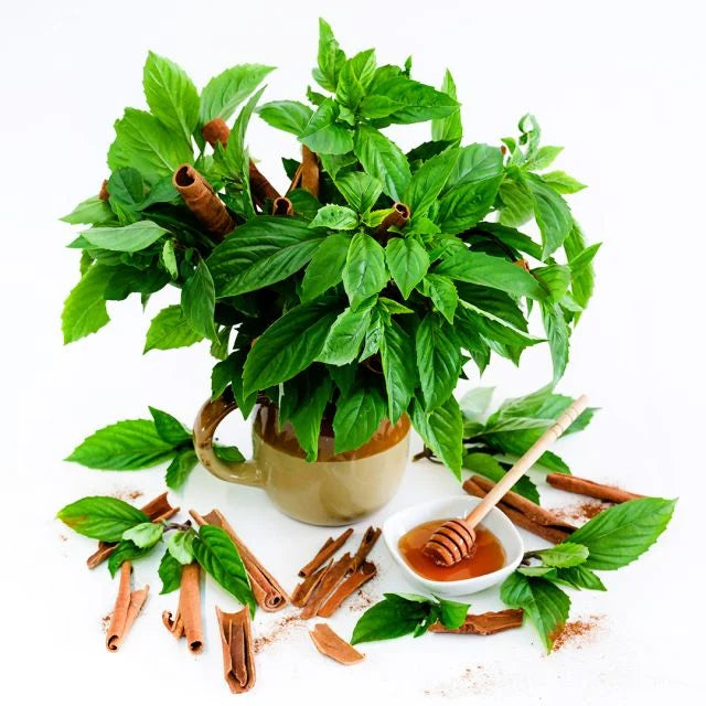 BASIL PLANT CINNAMON | SPRINT 2025