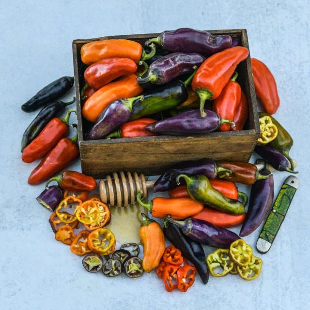 SWEET PEPPER PLANT, PIPPIN'S GOLDEN HONEY
