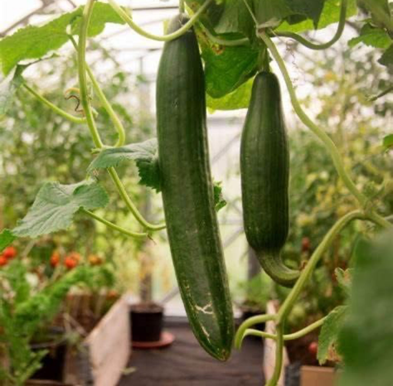 CUCUMBER PLANT | tendergreen burpless | canning | spring 2025