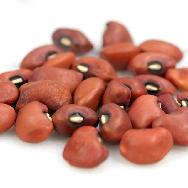 COWPEA PLANT | RED RIPPER | spring 2025