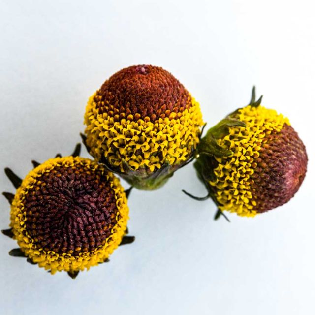 TOOTHACHE PLANT| BULLSEYE | spring 2025