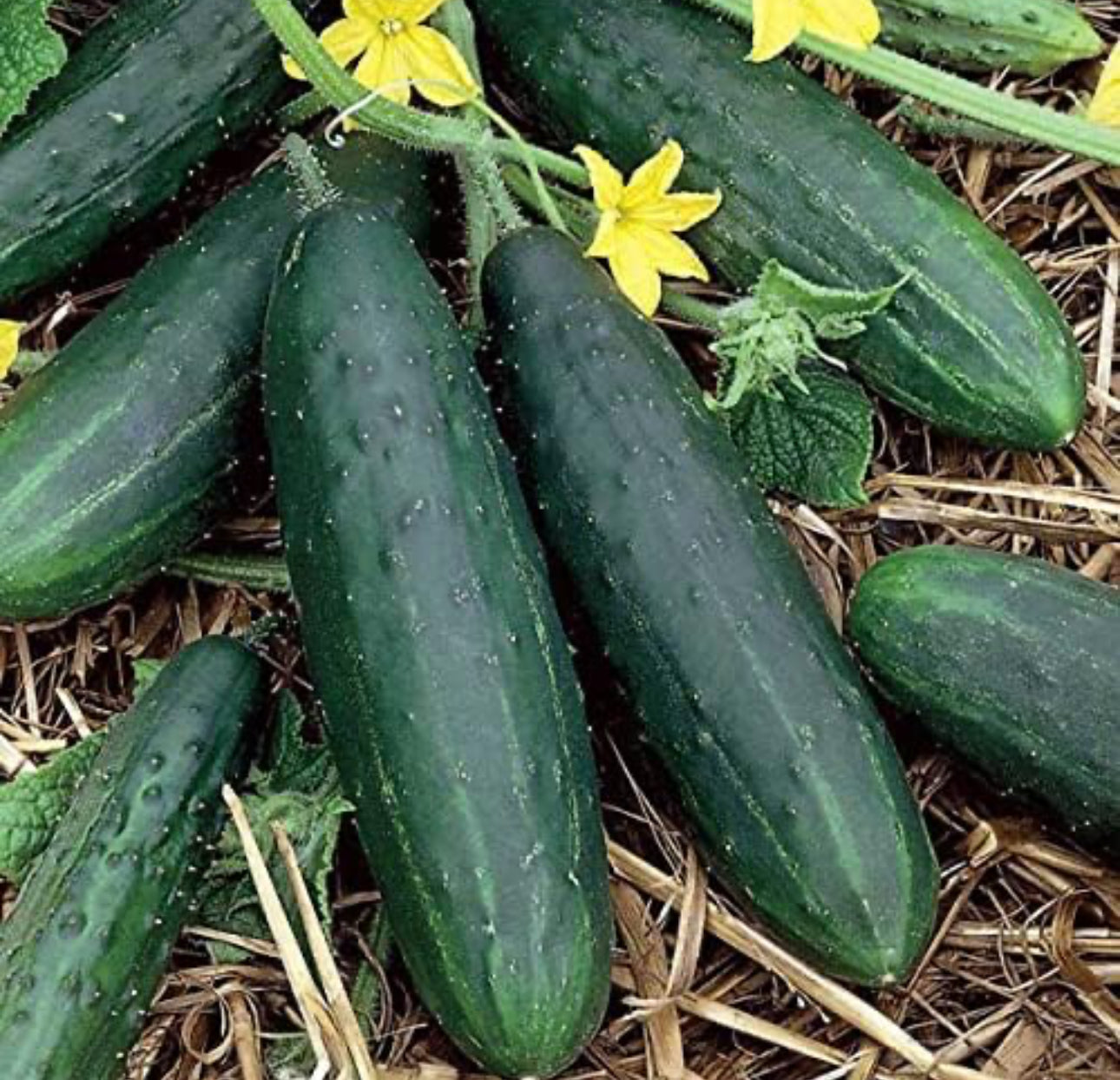 CUCUMBER PLANT | tendergreen burpless | canning | spring 2025