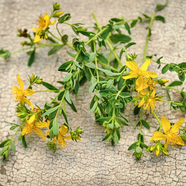 St. John’s Wart