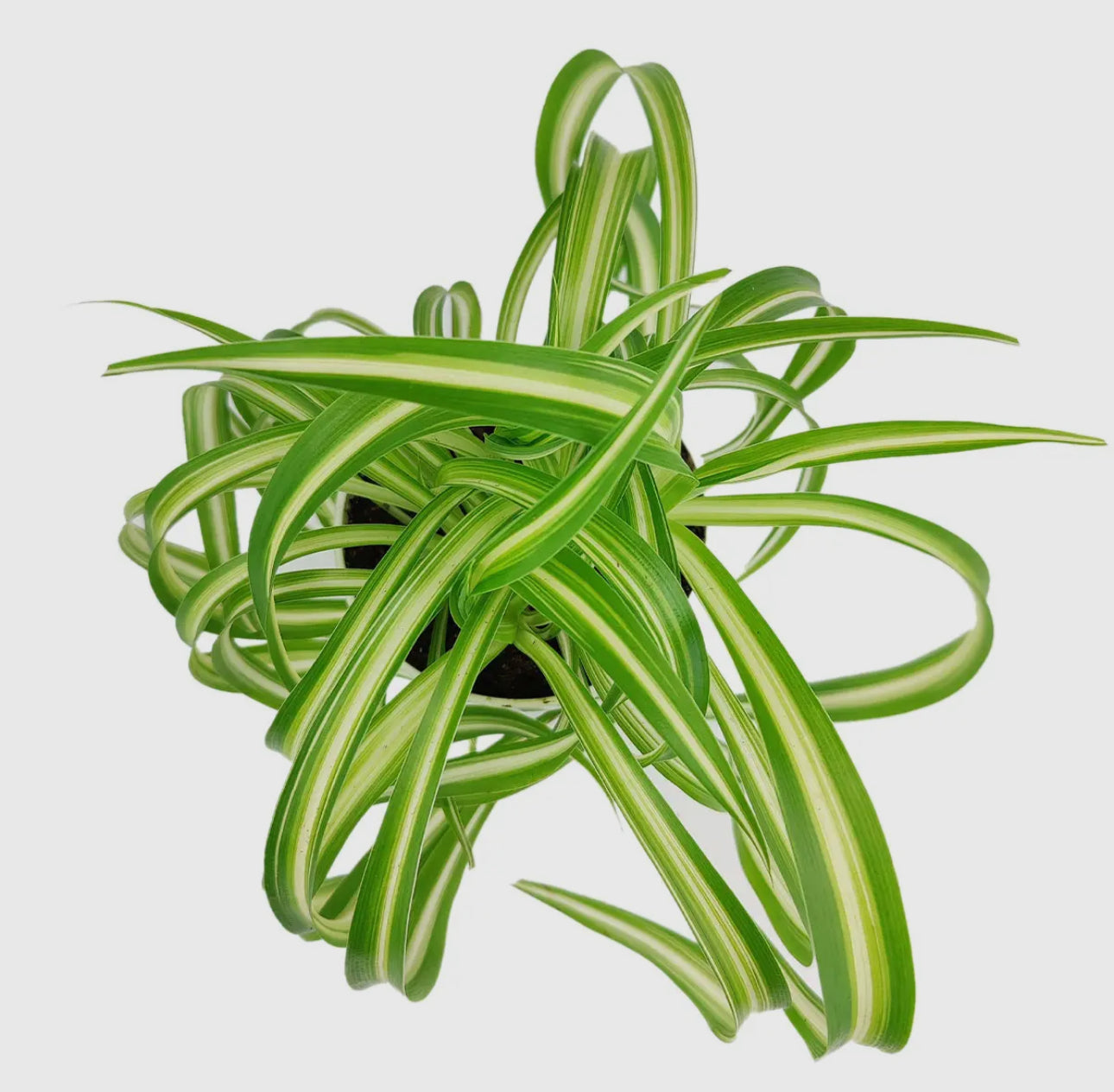 Bonnie Curly Spider Plant 4 or 6 inch pot live plant