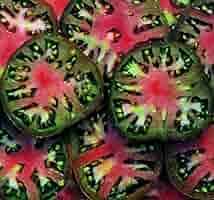 TOMATO PLANT BLACK SEA MAN | SPRING 2025