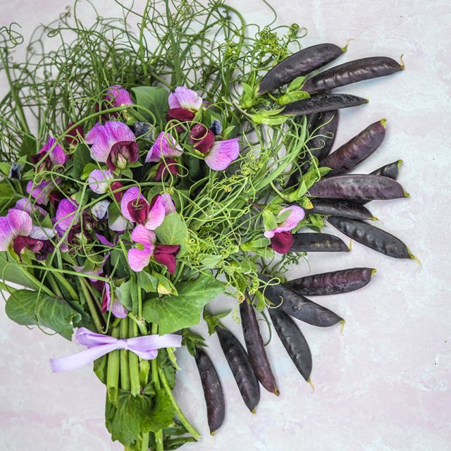 PEA PLANT , SUGAR MAGNOLIA TENDRIL | spring 2025