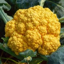 CAULIFLOWER PLANT CHEDDER | SPRING 2025