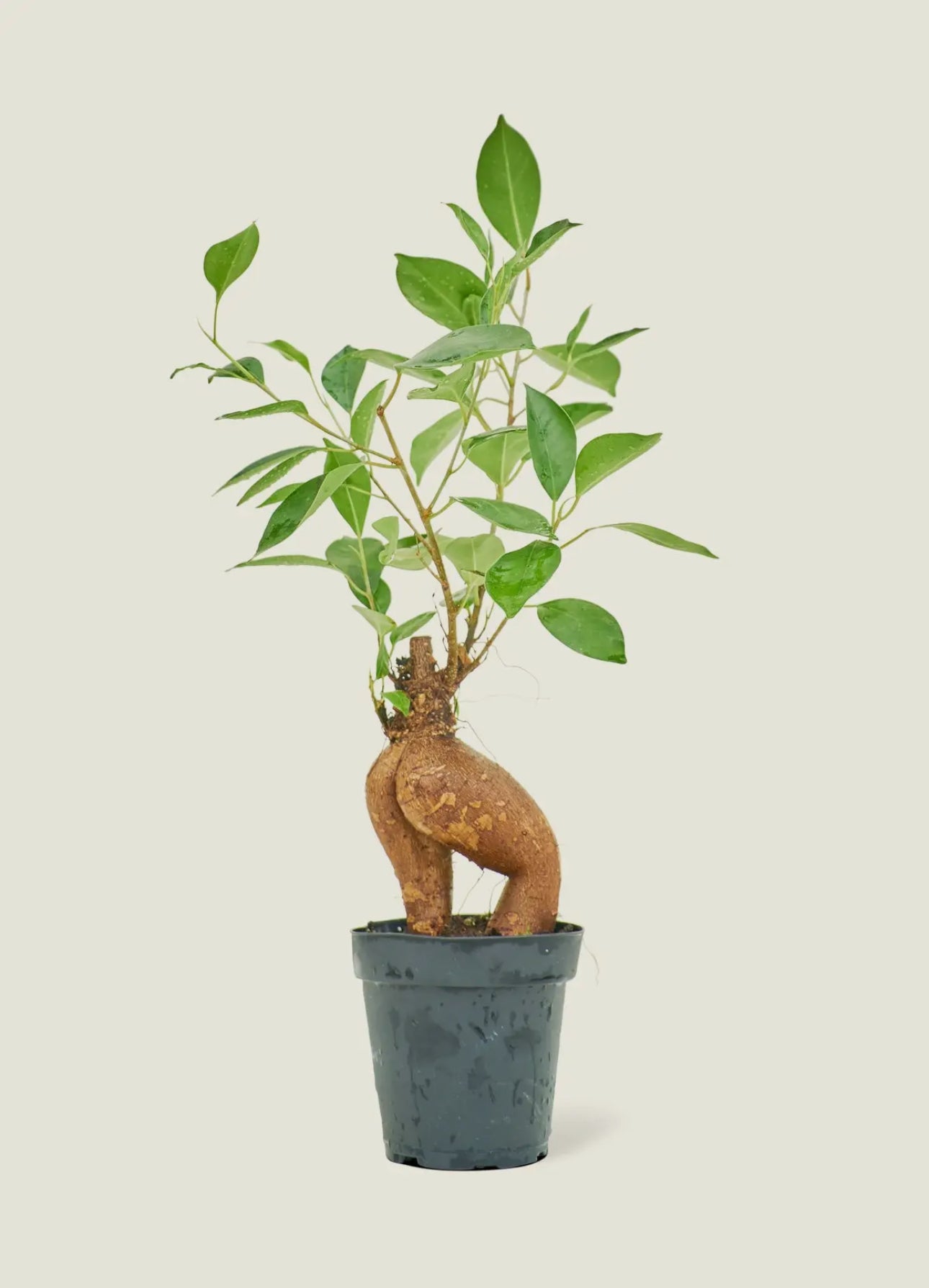 Ficus ginseng