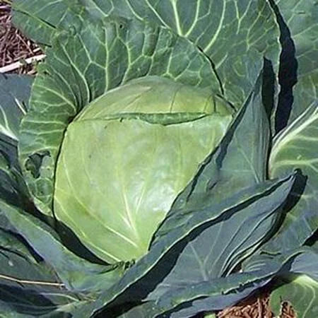 CABBAGE SAPPORPO GIANT #4