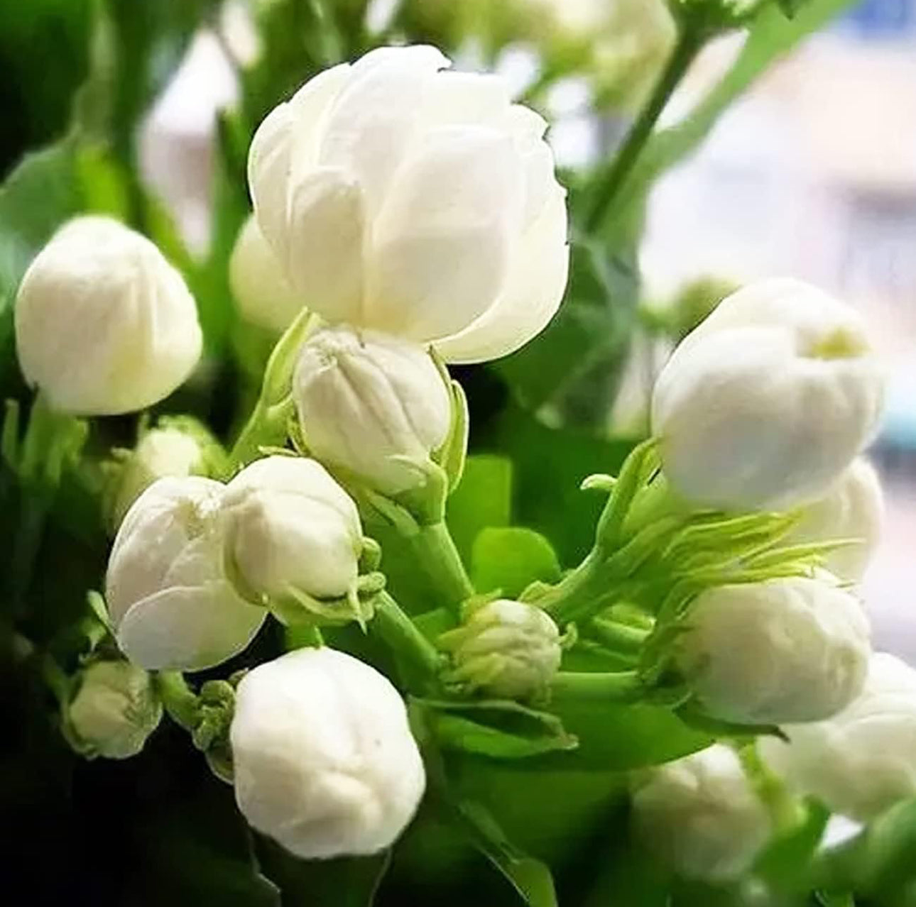 CLIMBING JASMINE PLANT | SPRING 2025
