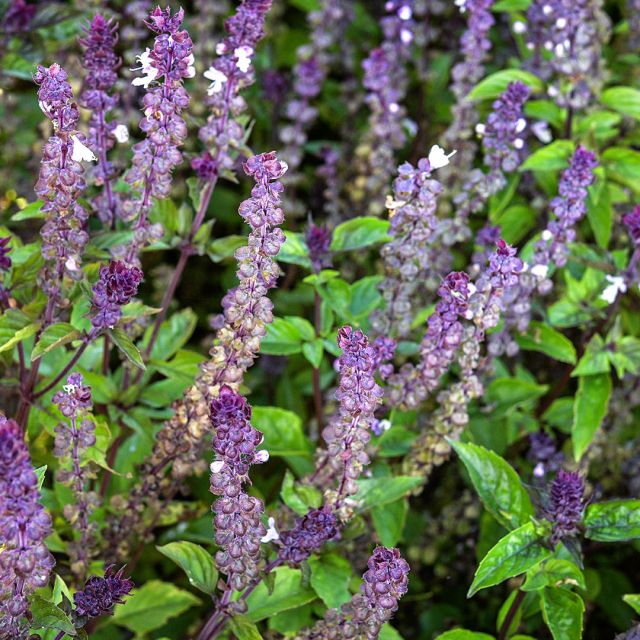 BASIL PLANT CINNAMON | SPRINT 2025