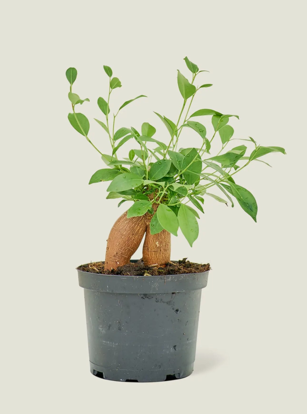 Ficus ginseng