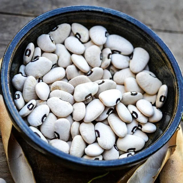 LIMA BEAN PLANT , ALABAMA BLACKEYED BUTTERBEAN | spring 2025