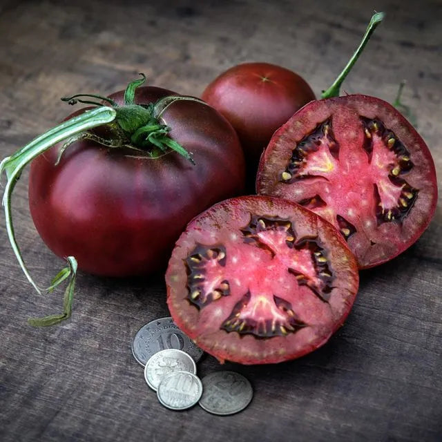 TOMATO PLANT BLACK FROM TULA | SPRING 2025