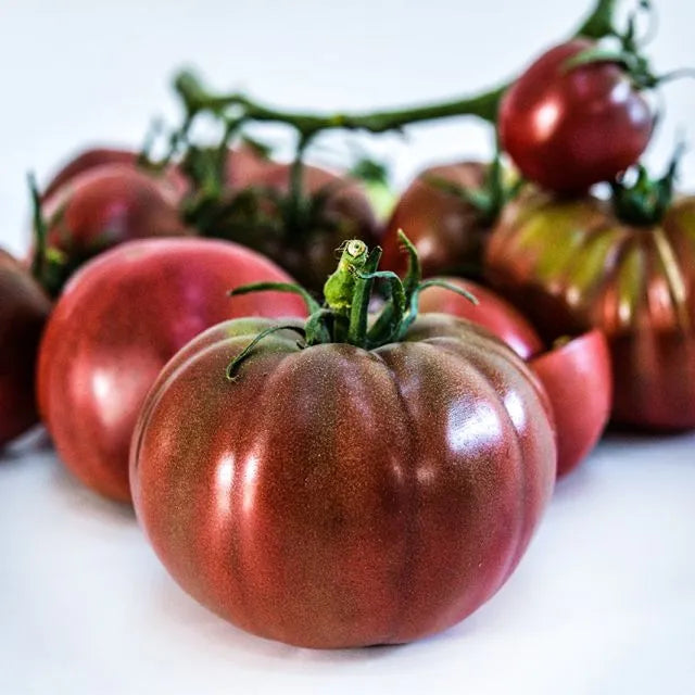 TOMATO PLANT BLACK FROM TULA | SPRING 2025