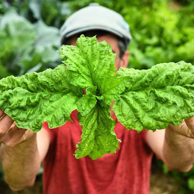 BASIL PLANT LETTUCE LEAF | SPRING 2025