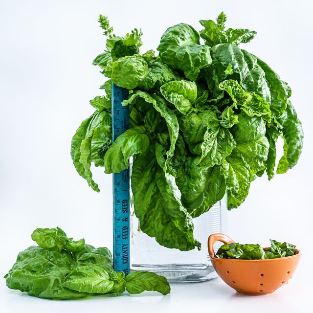 BASIL PLANT LETTUCE LEAF | SPRING 2025