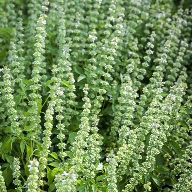 BASIL PLANT LEMON | SPRING 2025