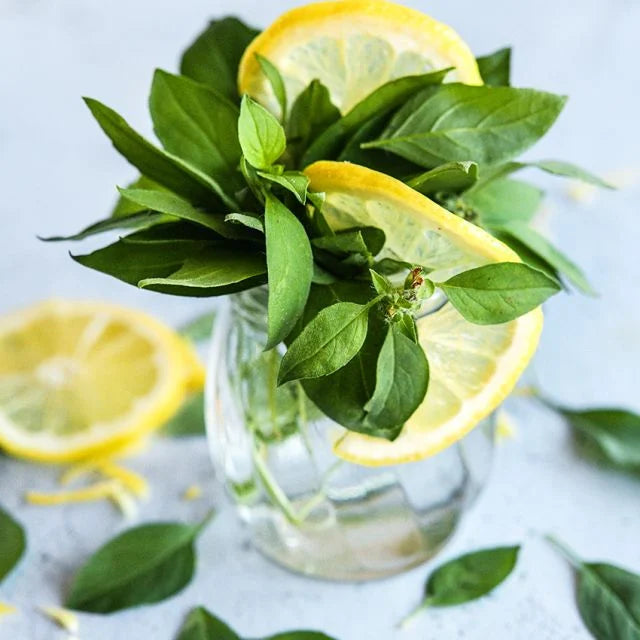 BASIL PLANT LEMON | SPRING 2025