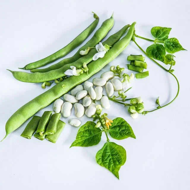 OLD HOMESTEAD BEAN | SPRING 2025