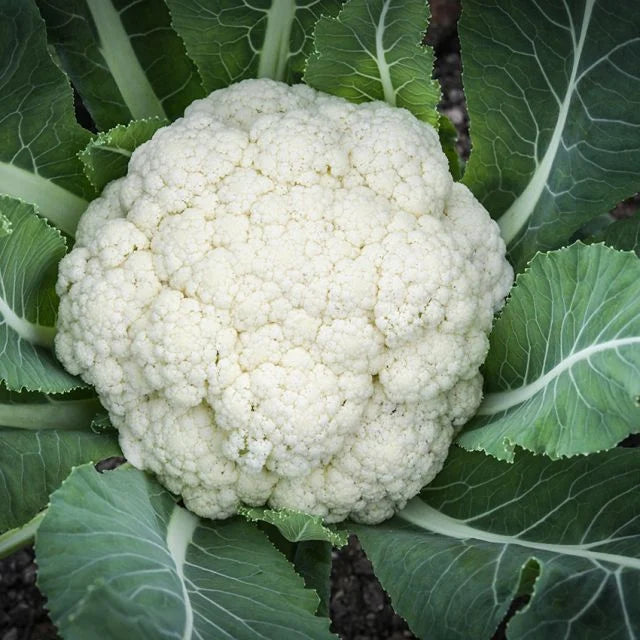 CAULIFLOWER PLANT AMAZING | FALL 2025