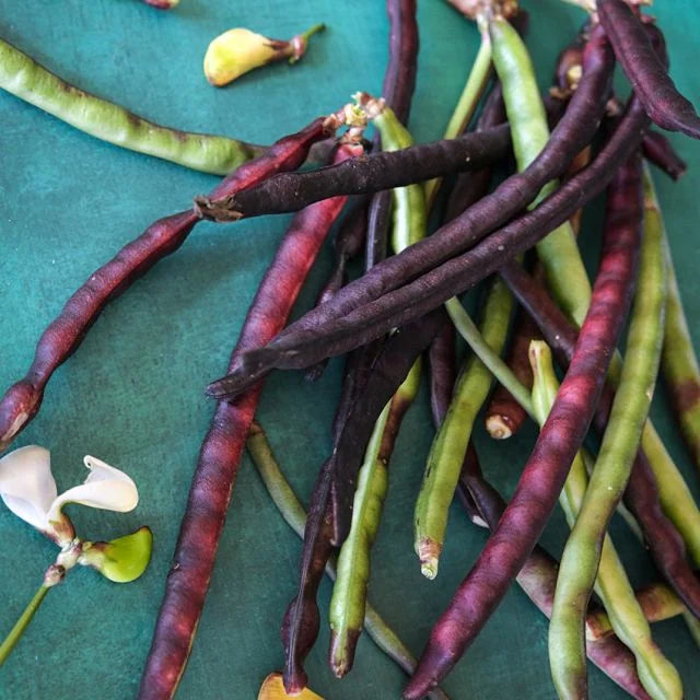 PURPLE HULL PINKEYE COWPEA | SPRING 2025
