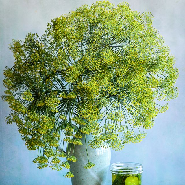 DILL PLANT | SPRING 2025