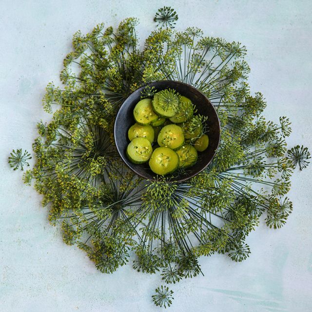 DILL PLANT | SPRING 2025